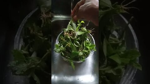 Philippines Herbal Medicinal (Sambong Tea Benefits) We Harvest Early As Micro Greens