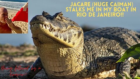 Jacarés 🐊 in Rio de Janeiro - Caiman coming to get me!