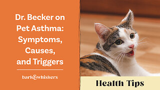 Dr. Becker on Pet Asthma: Symptoms, Causes and Triggers