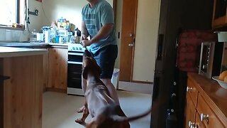 Smart dog intensely plays with owner, gently plays with puppy