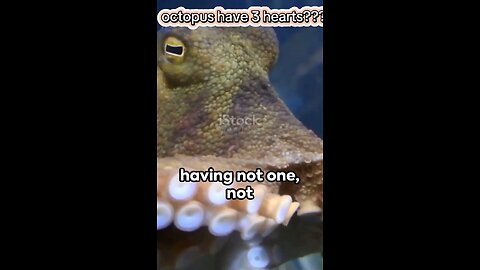 Did you know octopus have 3 heart