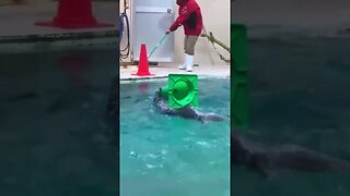 Little helper. Otter helps cleaners clean the pool.. #shorts