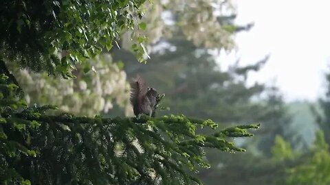 cute squirrel in a rain forest