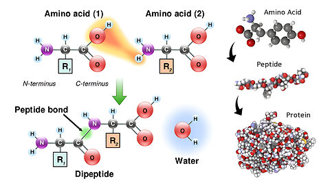 Organic Compounds: Amino Acids, Peptides, and Proteins