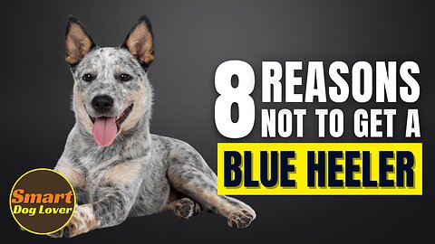 8 Reasons Why You Should Not Get a Blue Heeler | Dog Training Program