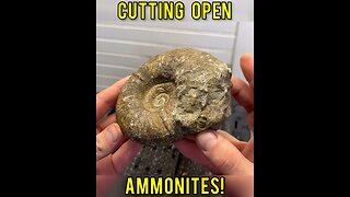 Crystals inside a AMMONITE?? Cutting two ammonites open w/ lapidary saw!