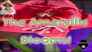 #amaryllis Blossoms - #happyvalentinesday #valentinedaygiftideas