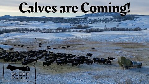 Calving Season Begins with a Winter Storm!