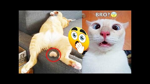 Funny Cats And Dogs Compilation #36 😻🤣New Funny Animal Videos😍🐈