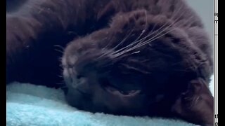 Adopting a Cat from a Shelter Vlog - Cute Precious Piper Can Sleep with Her Head Upside Down #shorts