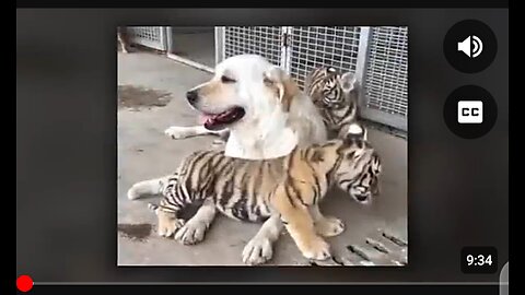 Dog raises three Tiger 🐅 cub's, but years later something unexpected happened