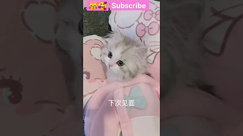 2023 OMG SO Cute Baby Cat ||😽🥰 - #shorts #shortsfeed #youtubepets_&_animals