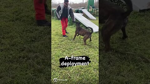 Deploying over an A-frame with a surprise attack #protectiondog #dutchshepherd #bitework