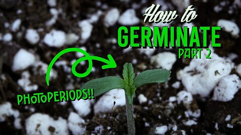 How To Germinate Photoperiods: Super Lemon Haze Germination, Part II