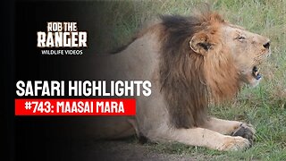 Safari Highlights #744: 24 January 2023 | Lalashe Maasai Mara | Latest Wildlife Sightings