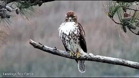 Red Tailed Hawk Evening Close Up 🌲 02/05/23 16:21