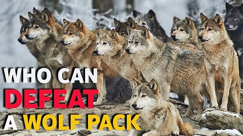 5 WILD ANIMAL SPECIES THAT COULD DEFEAT A WOLF PACK -HD
