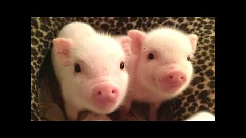 Cute Micro Pig | A Cute Mini Pig Videos Compilation