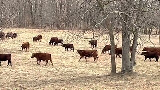 Cattle mob move to far end of farm to newly established silvo-pasture.