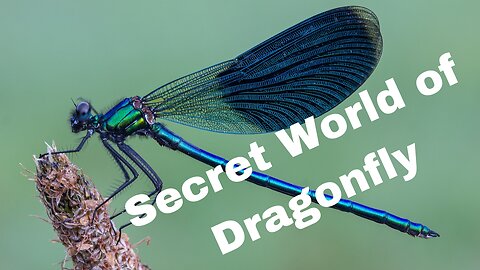 Secret World of Dragonfly