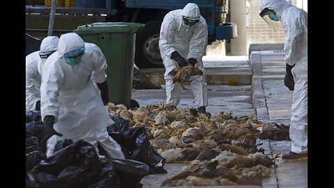 The Next Plandemic: BIRD FLU (DR SAM BAILEY EXPOSE) - PART TWO