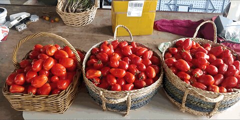 Roma Tomato Timelapse Ending 07-02-2023