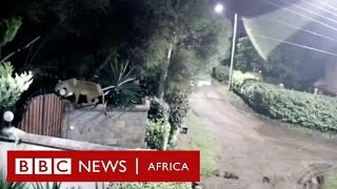 Lion caught on CCTV snatching a rottweiler BBC Africa