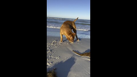 MASSIVE Pit Bull playing with sea creature! 🦁☀️🌊