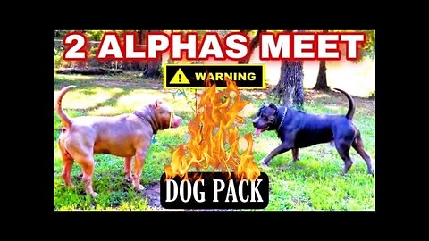 Two Alphas Meet