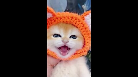 Little mao Cat just funny Video😹😸 Part No 6