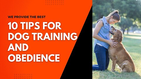 10 tips for dog training and obedience