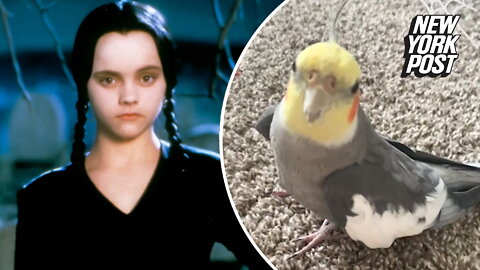 Cockatiel sings 'The Addams Family' and more