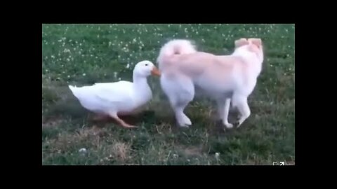 Funniest Animals 2025 Funniest cat and Dogs
