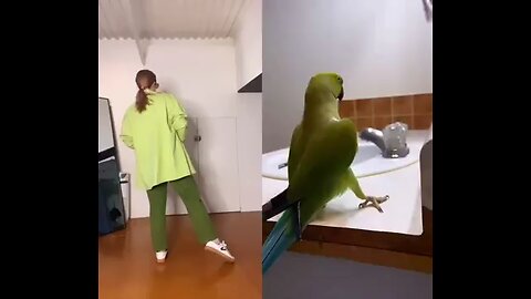 amazing dancing parrot