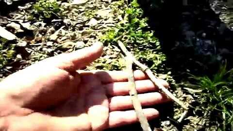 PRIMITIVE SURVIVAL, Ten Second 2 Stick Deadfall, No Tools or Skills