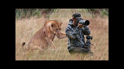 Lion Surprised Wildlife Photographers When He was Taking Pictures of a Pride