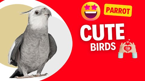 Cuteness and fun within reach of your beak: cute parrots