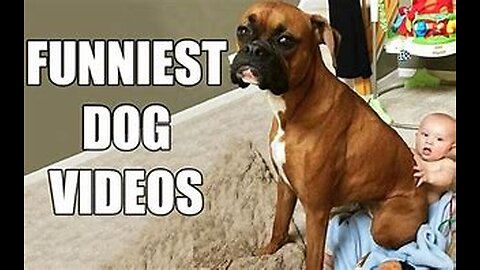 Pawsitively Hilarious: Funny Dog Moments