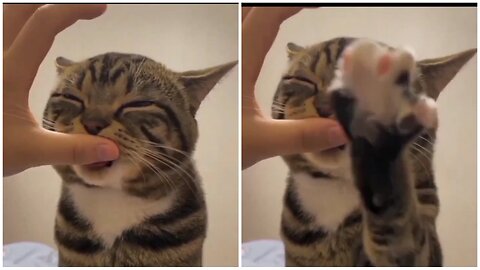 Cat licking my finger