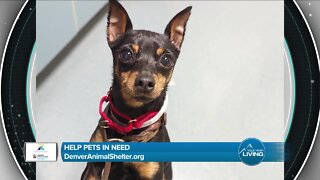 Animals In Need // Denver Animal Shelter