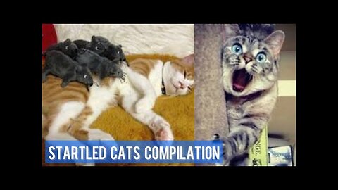 Funny Scared Cat Videos - Startled Cats Compilation