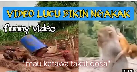 Kumpulan video lucu bikin sakit perut