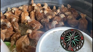 Meat Chickens & Building A Chicken Tractor