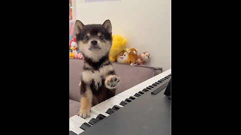 Turns out, little dogs can really play the piano.