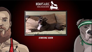 Lifting Session w/Hank-a-Tank [Week 18] - Back & Traps // Animal Rescue Stream :)