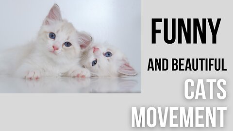 Funny CATS Movement