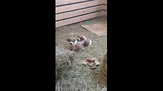 puppies playing