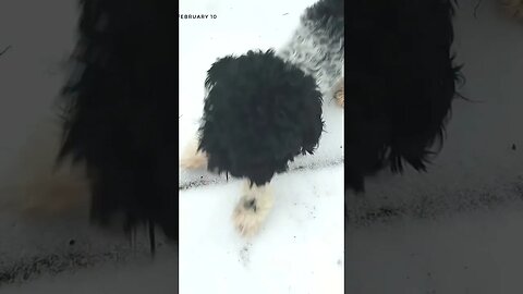 Puppy First Reaction to Snow