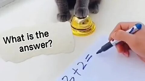 Try Not to LAUGH! 😹 This Cat Is a Mathematics Prodigy! (#231) #Clips