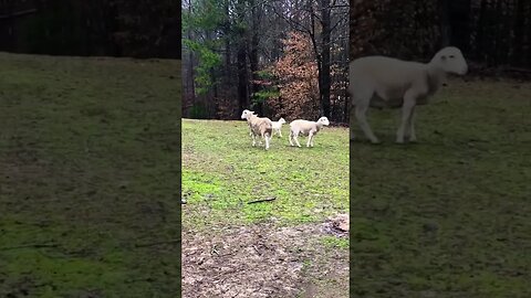 Twins ripping and romping. Born mid-January 2023, ewe and ram lambs.